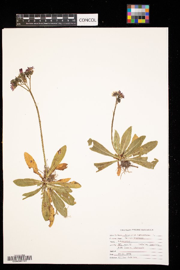 Hieracium aurantiacum image