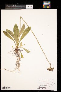 Hieracium aurantiacum image