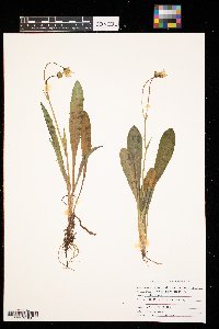 Krigia biflora image