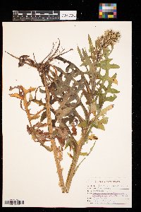 Lactuca biennis image