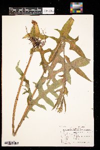 Lactuca biennis image