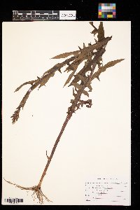 Lactuca biennis image