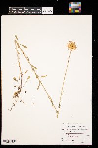 Leucanthemum vulgare image