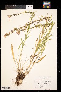 Liatris aspera image