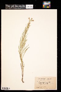 Liatris punctata image