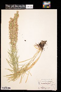 Liatris punctata image