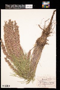 Liatris punctata image