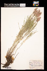 Liatris punctata image