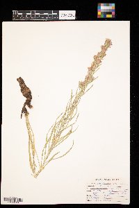 Liatris punctata image