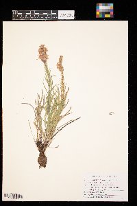 Liatris punctata image