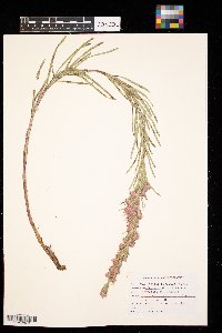 Liatris punctata image