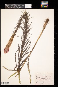 Liatris pycnostachya image