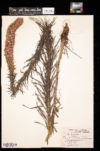 Liatris pycnostachya image