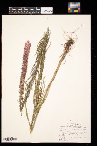 Liatris pycnostachya image