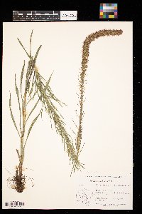 Liatris pycnostachya image