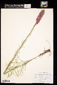 Liatris pycnostachya image