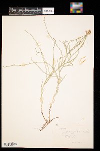 Lygodesmia juncea image