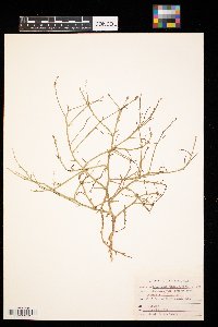 Lygodesmia juncea image