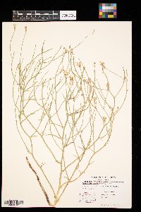 Lygodesmia juncea image