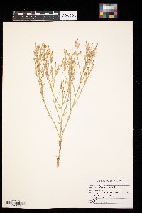 Lygodesmia juncea image