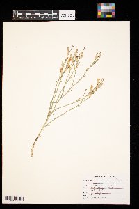 Lygodesmia juncea image