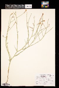 Lygodesmia juncea image