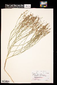 Lygodesmia juncea image