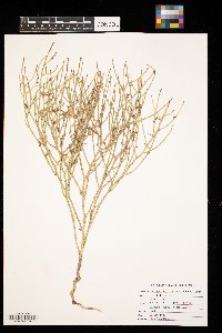 Lygodesmia juncea image