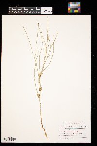 Lygodesmia juncea image