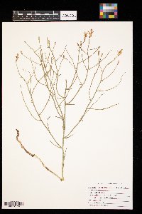 Lygodesmia juncea image