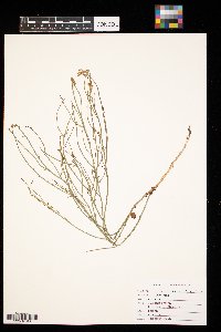 Lygodesmia juncea image