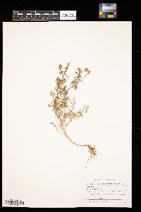 Matricaria discoidea image