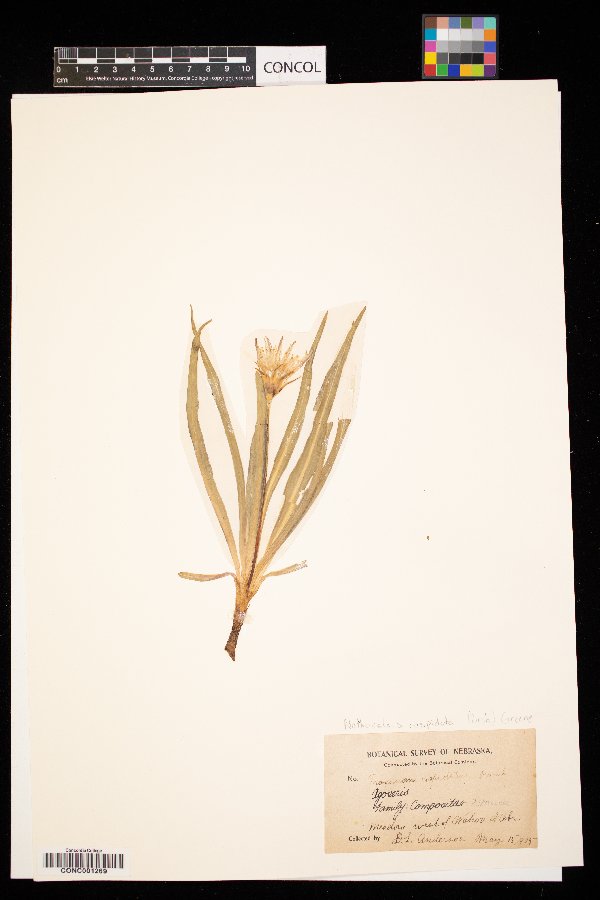 Nothocalais cuspidata image