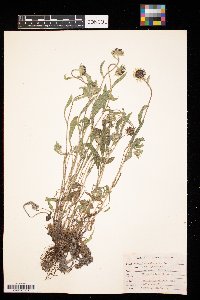 Rudbeckia hirta image