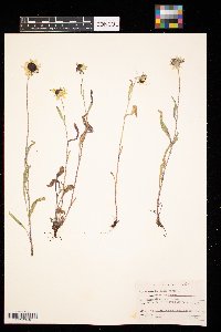 Rudbeckia hirta image