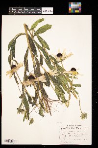 Rudbeckia hirta image