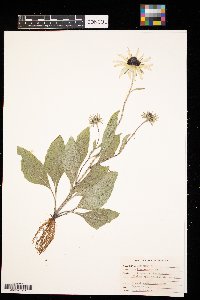 Rudbeckia hirta image