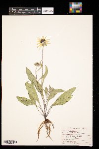 Rudbeckia hirta image