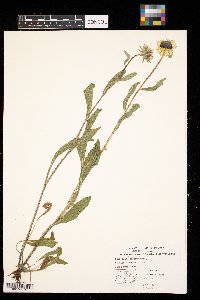 Rudbeckia hirta image