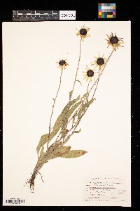 Rudbeckia hirta image