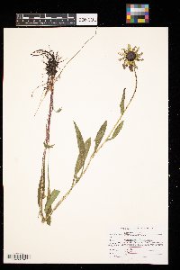 Rudbeckia hirta image