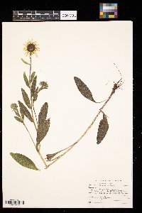 Rudbeckia hirta image