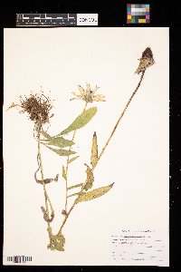 Rudbeckia hirta image