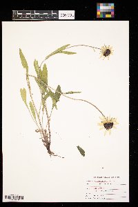 Rudbeckia hirta image