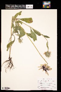 Rudbeckia hirta image