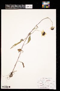 Rudbeckia hirta image