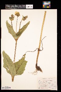 Silphium perfoliatum image