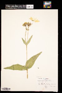 Silphium perfoliatum image