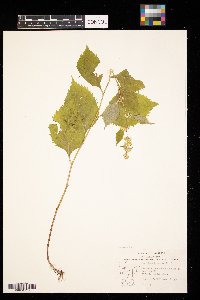 Solidago flexicaulis image