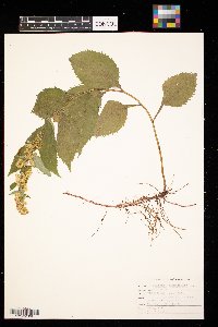 Solidago flexicaulis image